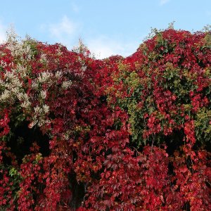 Herbstlich geschmückt...... Ursula Kuklinski